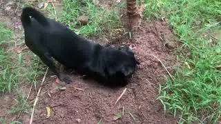 Chó Mực đào khoai mì ăn