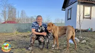 Утренний сюрприз. Кого родила наша коза первокотка