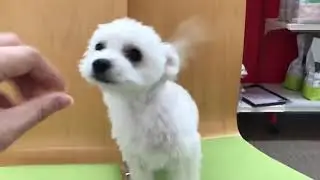 ビショポメくん