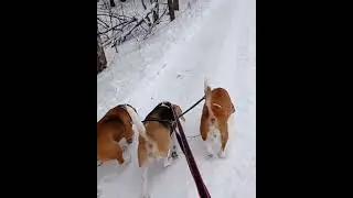 three greyhounds#funny dogs#shorts