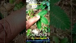 Thotta Chinungi | Touch-Me-Not Plants | தொட்டால் சிணுங்கி
