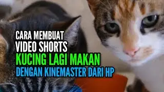 CARA MEMBUAT VIDEO SHORTS KUCING SEDANG MAKAN