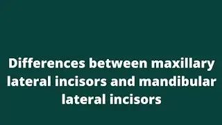 differences between maxillary lateral incisors and mandibular lateral incisors