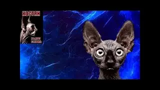 Кот Костян о эффективной работе на камеру