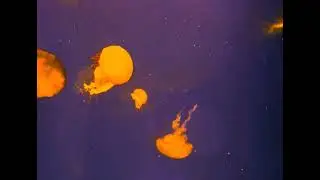 Sea Canes - Visuals by Maha Shami, Music by Edward Cross