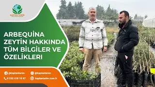 ARBEQUİNA ZEYTİN HAKKINDA TÜM BİLGİLER VE ÖZELİKLERI