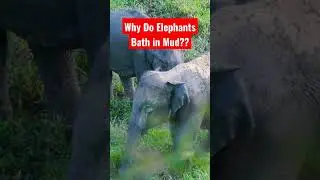 Why Elephants Bath in Mud #wildlife #shortsvideo 🐘
