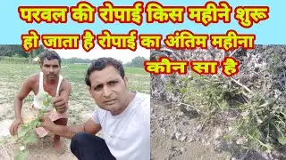 परवल parwal की रोपाई किस महीने करें|parawal ropayi अंतिम mahina|In which month to plant Parwal|2022.