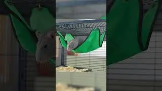 Гамак для крысы своими руками #shorts
