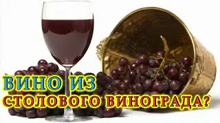 Домашнее вино из столового (десертного) винограда | Ответы на вопросы подписчиков