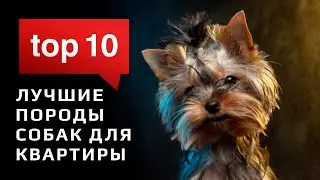 Top 10 Best Dog Breeds for Apartment Living