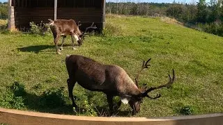 The Wild At Edmonton Valley Zoo || The Best In Edmonton