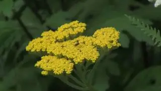 How to Grow and Prune Achillea (Yarrow)