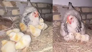 Hatching chickens from 35 eggs naturally using two mother hens...