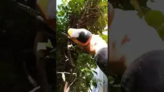 Reducing lily Pilly hedges with the Stihl GTA 26 #stihl #stihlgta26