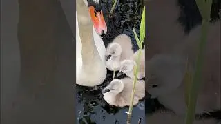 Swan chicks, first voyage! 