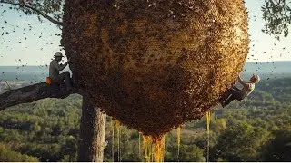 UNBELIEVABLE: Harvesting Two of the World’s Most Aggressive Beehives 200 Meters High