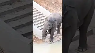 elephant   elephant video