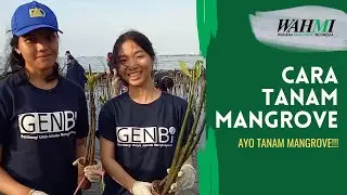 Yuk! Ikuti Cara Tanam Bibit Mangrove