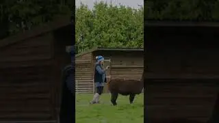 When the alpacas arrive #alpacas #shorts #benfogle #campsite