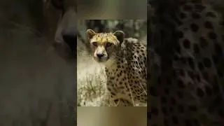 Грациозный гепард 🐆 #animals #nature #wildlife #животные