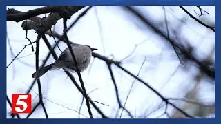 Spring bird banding underway at Warner Park Nature Center in Bellevue