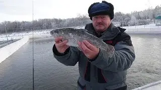 Форелевая рыбалка в 