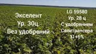 Сравнение двух гибридов