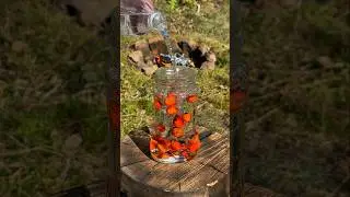 Survival Skills: How to Safely Remove a Hot Jar from the Fire with a Branch. #survival #camping