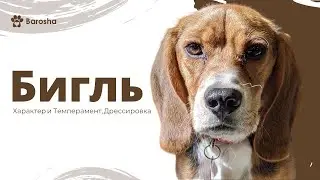 Бигль Характер и Темперамент, дрессировка