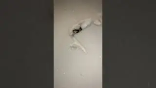 Не трогай мышку!