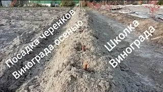 посадка черенков винограда осенью. Зачем хранить если можно сразу высадить