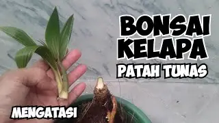 🛑 Bonsai Kelapa Patah Tunas‼️Begini Cara Mengatasinya🌴