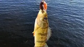 #Міжгірські #Корупціонери