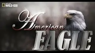 Bald Eagle National Geographic