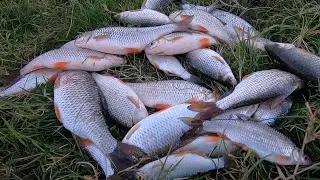 Big ROACH is coming to the feeder! Secrets of fishing in November! Fishing on the Dniester.