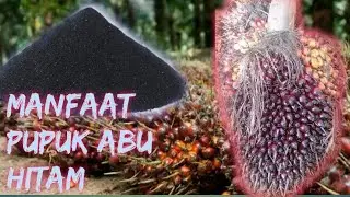 Manfaat pupuk ABU!!! SAWIT SUPER JUMBO