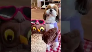 Cute and Funny Shih Tzu Dog 🐶😂🤣🦉💖
