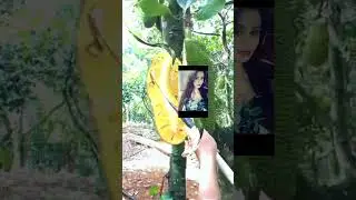 fruta surpresa jaca docinha 