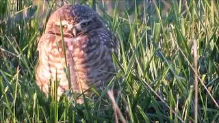 Lechucita vizcachera (Athene cunicularia).
