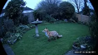 Fox chases magpie 2