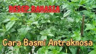 Ampuh Obat Mengatasi Antraknosa Cabe, 2 kali Semprot