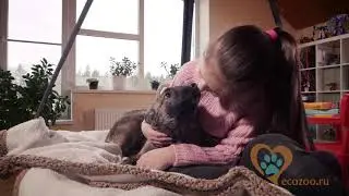 Реклама приютов