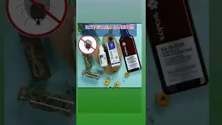 Клещи что делать