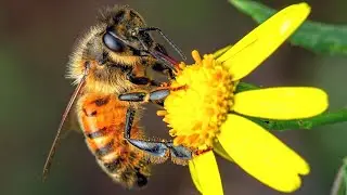 Bee collecting honey from flowers