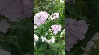 Разведение флоксов заново
