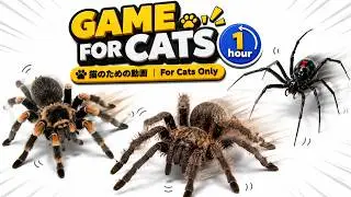 Cat TV | Moving Spiders for Cats to Watch 🕷️ 1 Hour | 猫用 クモ動画 1時間