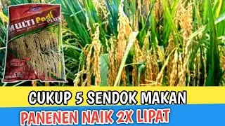 Meningkatkan Hasil panen dengan Boom padi