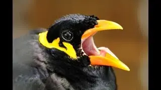 Great love of motherhood, Adult Indian myna feeding baby eagle | Amazing Birds