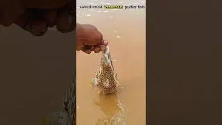 saving most venomous puffer fish|| #shorts #sea #pufferfish #animals #dhana51seavlogs